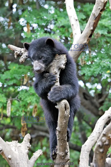 : Spectacled Bear : Spectacled Bear