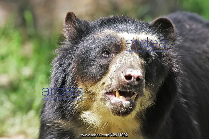 : Spectacled Bear : Spectacled Bear
