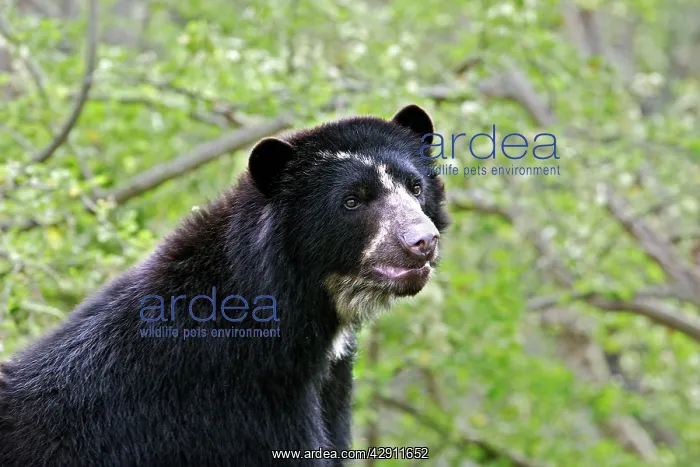 : Spectacled Bear : Spectacled Bear
