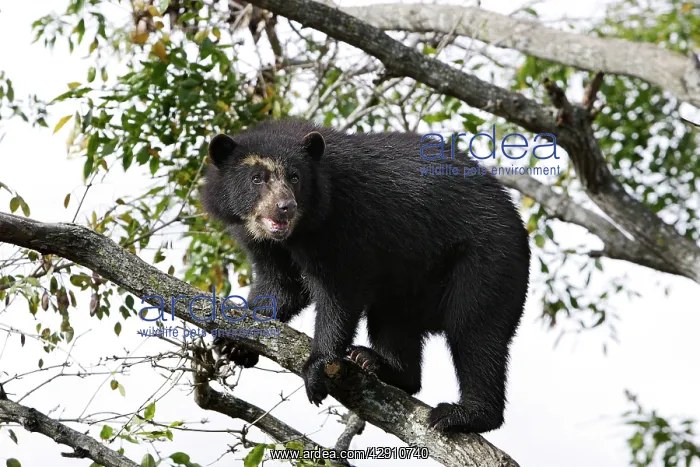 : Spectacled Bear - balancing in tree : Spectacled Bear - balancing in tree
