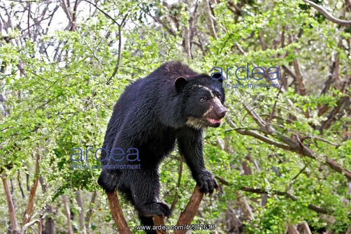 : Spectacled Bear - balancing in tree : Spectacled Bear - balancing in tree