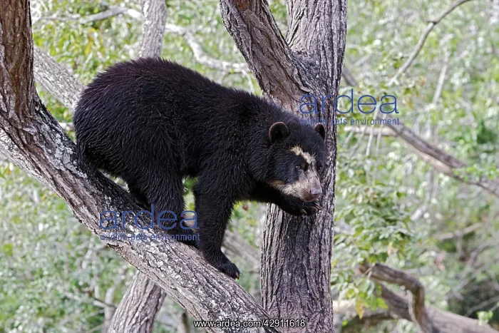 : Spectacled Bear - balancing in tree : Spectacled Bear - balancing in tree