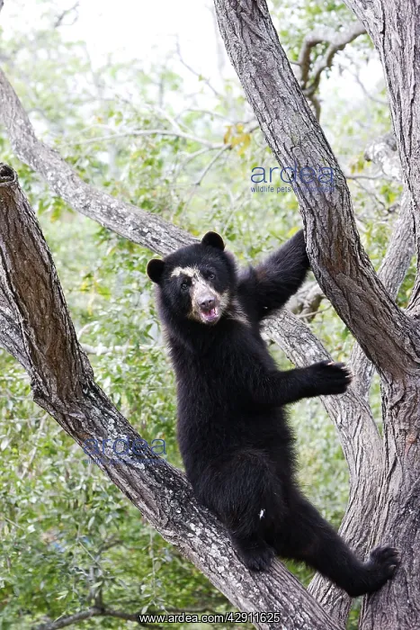 : Spectacled Bear - balancing in tree : Spectacled Bear - balancing in tree
