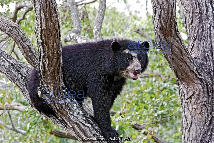 : Spectacled Bear - balancing in tree : Spectacled Bear - balancing in tree