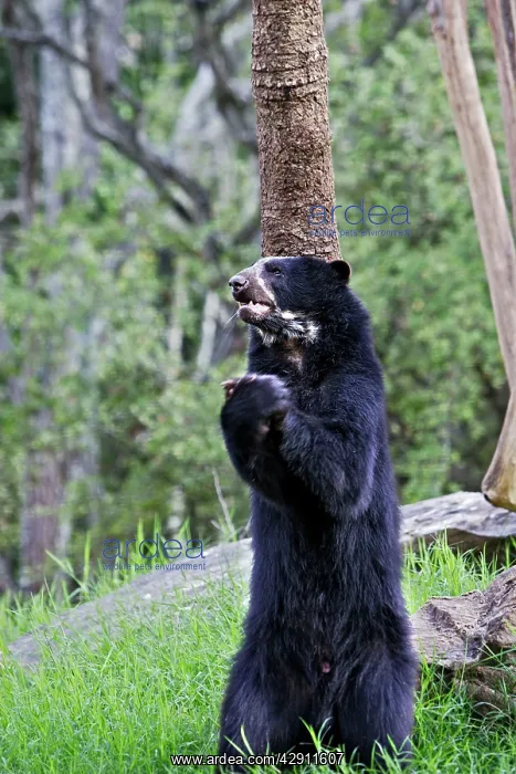 : Spectacled Bear - standing on hind legs : Spectacled Bear - standing on hind legs