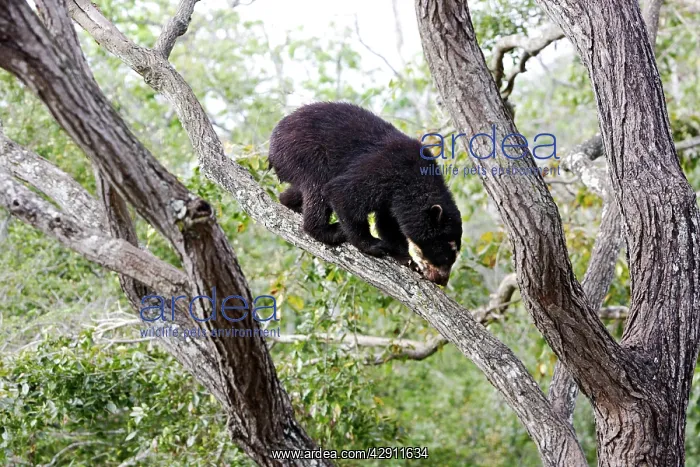 : Spectacled Bear - in tree : Spectacled Bear - in tree