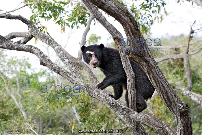 : Spectacled Bear - in tree : Spectacled Bear - in tree