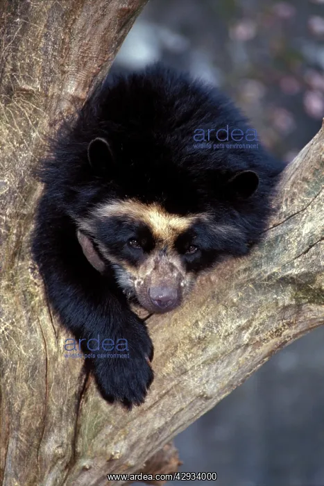 : Spectacled Bear in tree : Spectacled Bear in tree