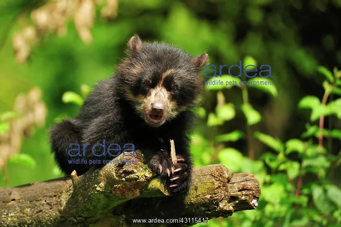 : Spectacled bear (Tremarctos ornatus), young captive : Spectacled bear (Tremarctos ornatus), young captive