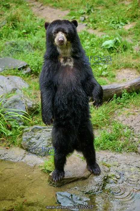 : Spectacled bear (Tremarctos ornatus), standing upright : Spectacled bear (Tremarctos ornatus), standing upright