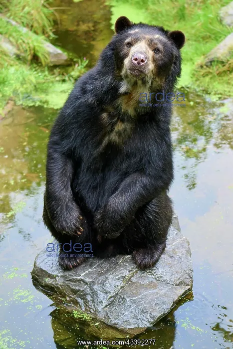 : Spectacled bear (Tremarctos ornatus), sitting upright : Spectacled bear (Tremarctos ornatus), sitting upright