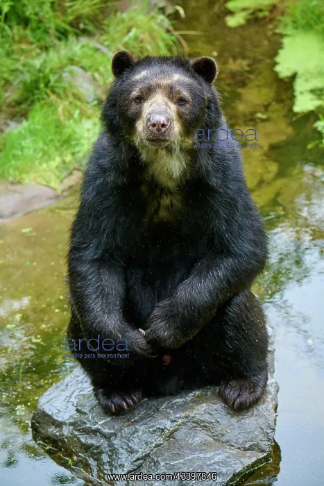 : Spectacled bear (Tremarctos ornatus), sitting curiously : Spectacled bear (Tremarctos ornatus), sitting curiously