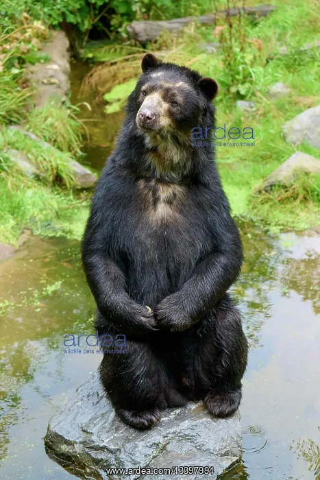 : Spectacled bear (Tremarctos ornatus), sitting upright : Spectacled bear (Tremarctos ornatus), sitting upright