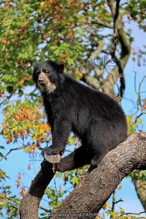 : Spectacled bear (Tremarctos ornatus), adult, alert : Spectacled bear (Tremarctos ornatus), adult, alert