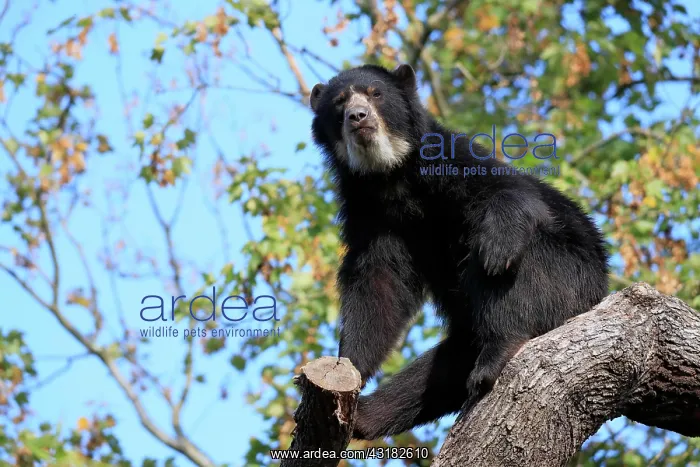 : Spectacled bear (Tremarctos ornatus), adult, alert : Spectacled bear (Tremarctos ornatus), adult, alert