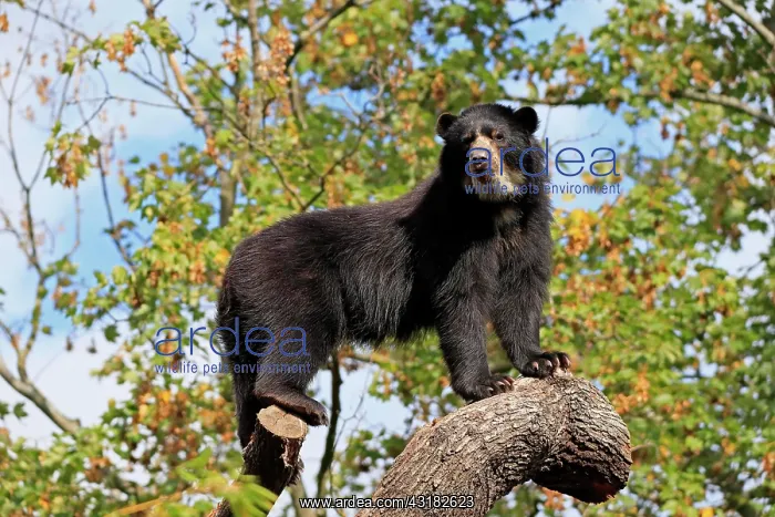 : Spectacled bear (Tremarctos ornatus), adult, alert : Spectacled bear (Tremarctos ornatus), adult, alert