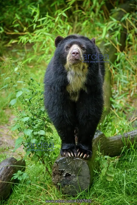 : Spectacled bear (Tremarctos ornatus), standing on : Spectacled bear (Tremarctos ornatus), standing on