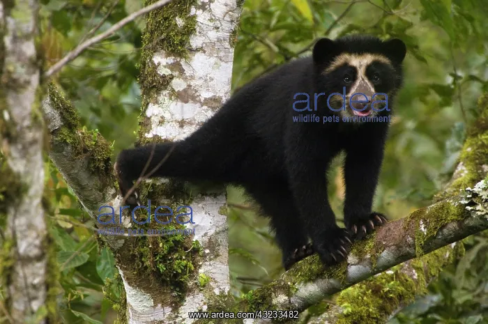 : Spectacled Bear (Tremarctos ornatus) wild : Spectacled Bear (Tremarctos ornatus) wild
