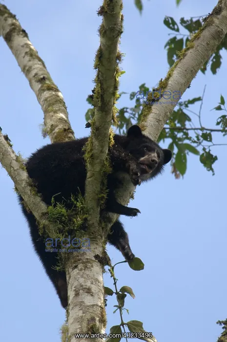 : Spectacled Bear (Tremarctos ornatus) wild : Spectacled Bear (Tremarctos ornatus) wild