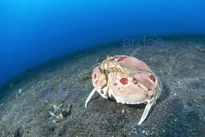 : Spectacled box Crab (Calappa philargius) on the : Spectacled box Crab (Calappa philargius) on the