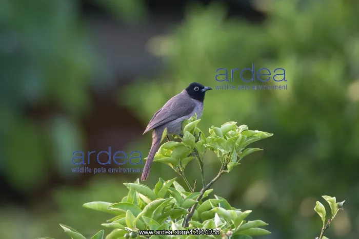 : Spectacled Bulbul : Spectacled Bulbul