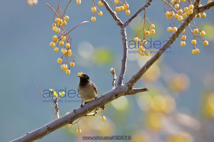 : Spectacled Bulbul - eating berries : Spectacled Bulbul - eating berries