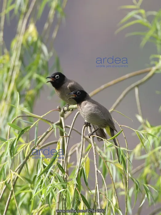 : Spectacled Bulbuls : Spectacled Bulbuls