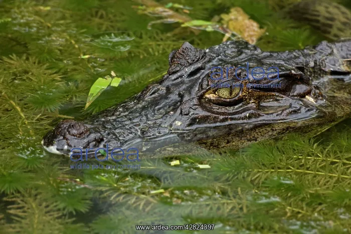 : Spectacled Caiman : Spectacled Caiman