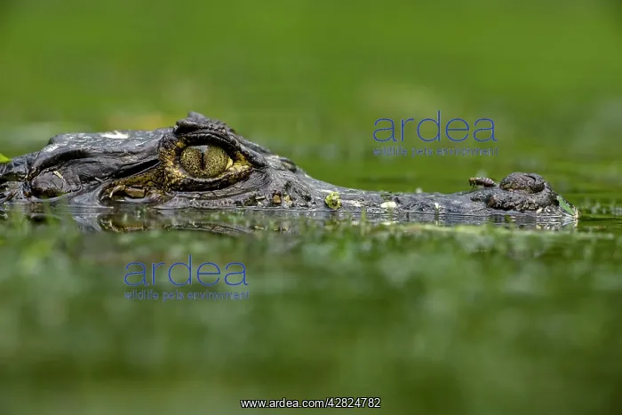 : Spectacled Caiman : Spectacled Caiman