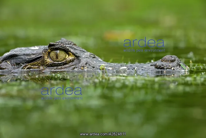 : Spectacled Caiman : Spectacled Caiman