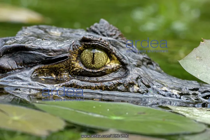 : Spectacled Caiman : Spectacled Caiman