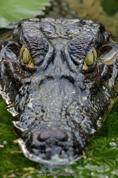 : Spectacled Caiman : Spectacled Caiman