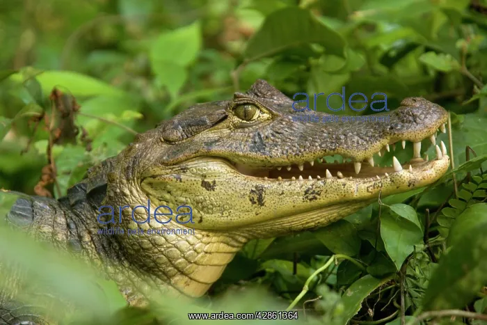 : Spectacled Caiman : Spectacled Caiman