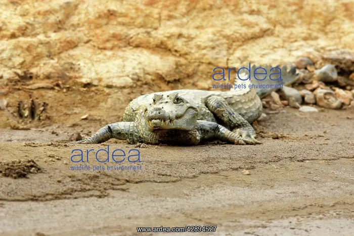 : Spectacled caiman : Spectacled caiman