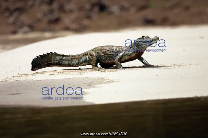 : Spectacled Caiman : Spectacled Caiman