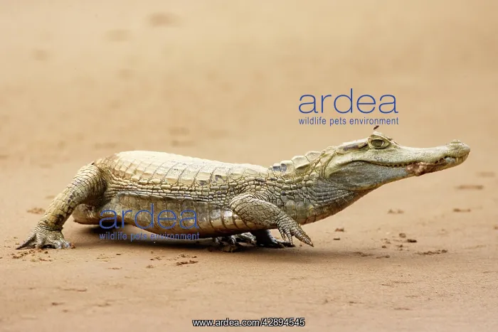 : Spectacled Caiman : Spectacled Caiman