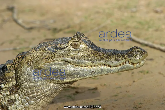 : Spectacled Caiman : Spectacled Caiman