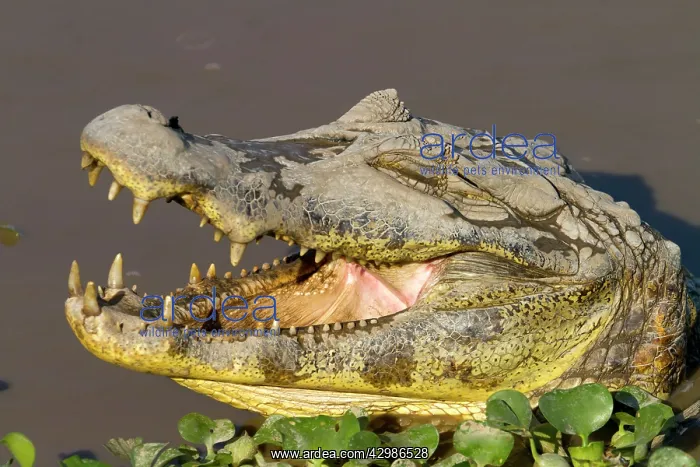 : Spectacled Caiman : Spectacled Caiman