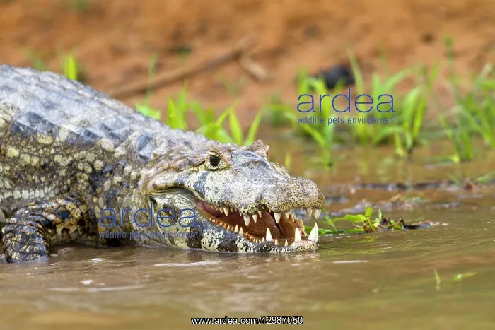 : Spectacled Caiman : Spectacled Caiman