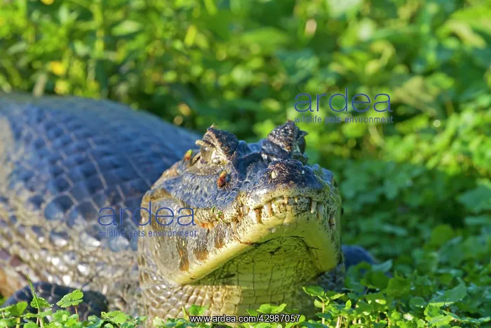 : Spectacled Caiman : Spectacled Caiman