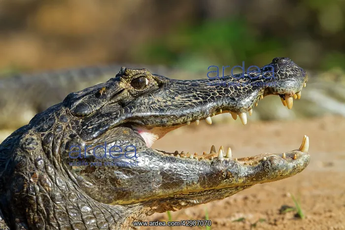 : Spectacled Caiman : Spectacled Caiman