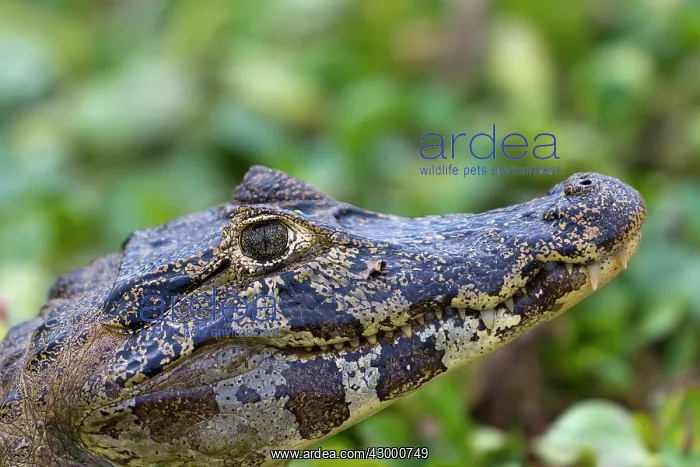 : Spectacled Caiman : Spectacled Caiman