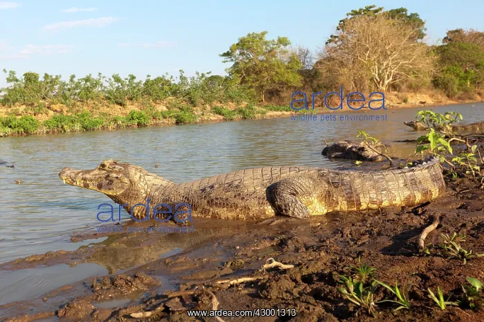 : Spectacled Caiman : Spectacled Caiman