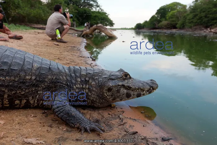 : Spectacled Caiman : Spectacled Caiman