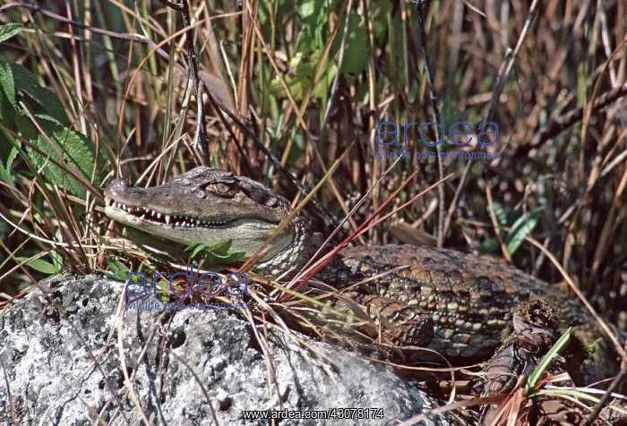 : Spectacled Caiman : Spectacled Caiman