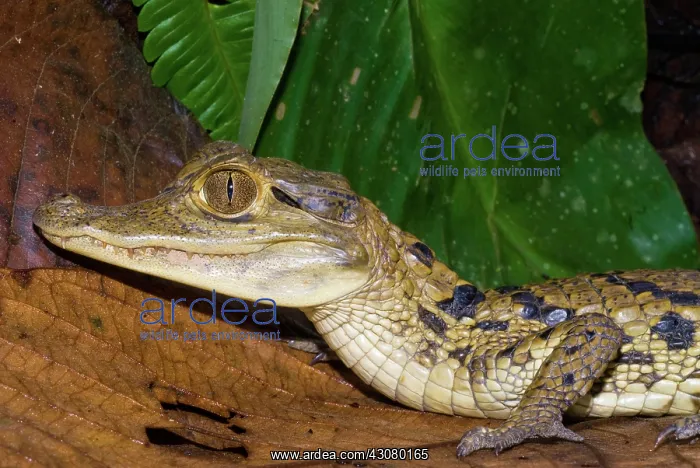 : Spectacled Caiman : Spectacled Caiman