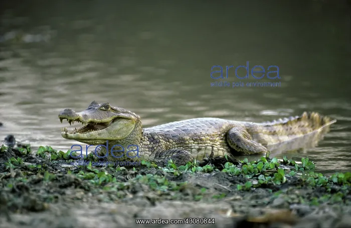 : Spectacled Caiman : Spectacled Caiman