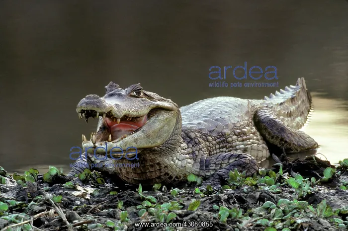 : Spectacled Caiman : Spectacled Caiman