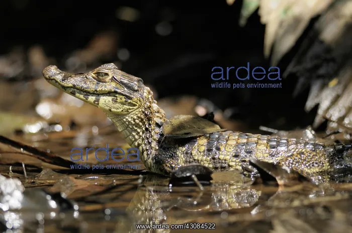 : Spectacled caiman : Spectacled caiman