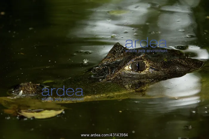 : Spectacled Caiman : Spectacled Caiman